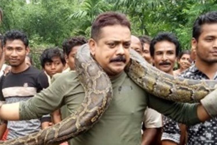 Petugas konservasi Sanjay Dutta di India hampir menjadi korban lilitan ular piton pada Minggu (17/6/2018). (AFP)