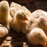 Kandang Terbakar, 23 Ribu Anak Ayam Mati 