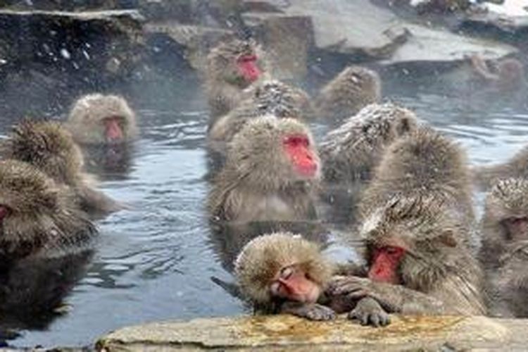 Sekumpulan monyet bersantai di onsen (tempat pemandian air panas). 