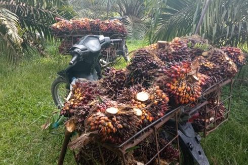 Harga TBS Sawit di Simalungun Turun Drastis, Petani: Yang Menentukan Harga Agen