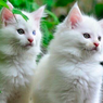 Tips Menjaga Bulu Kucing Tetap Putih