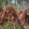 Peneliti Ungkap Bukti Pertama Orangutan Ajarkan Ketrampilan Hidup pada Anaknya