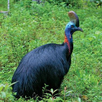 Burung Kasuari