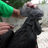 Apa Itu Ayam Cemani? Bahan Masak yang Dihindari Peserta MasterChef Indonesia