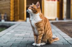 Apa Perbedaan Kucing Domestik dan Kucing Liar?