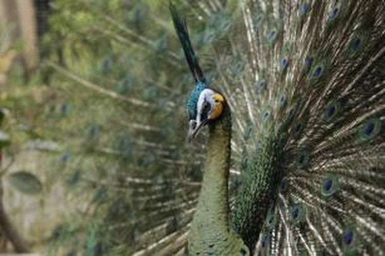 Koleksi burung merak di Kebun Binatang Gembira Loka, Daerah Istimewa Yogyakarta, Jumat (29/8/2014). Kebun binatang yang memiliki luas sekitar 20 hektar ini menjadi salah satu tempat wisata yang diminati warga. 