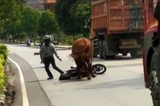 Seekor Sapi Mengamuk Saat Hendak Dijual, Serang Sejumlah Pengendara di Jalan Raya