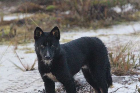 Konflik Bersenjata Berkepanjangan di Intan Jaya, Ahli Khawatirkan Nasib Anjing Bernyanyi Papua