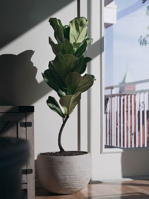 Ilustrasi tanaman hias ara biola atau fiddle leaf fig.