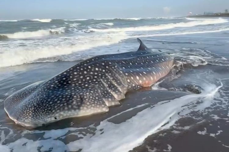 Hiu Paus Sepanjang 5 Meter Terdampar di Pantai Cilacap, Sempat Hidup lalu Mati
