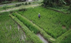 Pupuk Subsidi di Banjarbaru Kurang, Pemda Dapat Usulkan Penambahan Alokasi