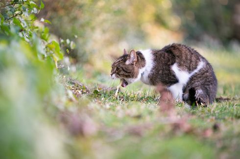 Apa Penyebab Kucing Muntah dan Bagaimana Menanganinya?