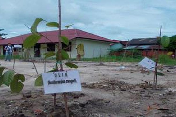 Hutan mini di atas lahan gambut di halaman SDN Percobaan, Palangkaraya, Kalimantan Tengah, berisi tanaman-tanaman khas Kalimantan yang ditanam pertengahan Februari 2013. Bersama 10 sekolah tingkat SD-SMA berkomitmen menerapkan pendidikan pembangunan berkelanjutan secara nyata dan terukur.

