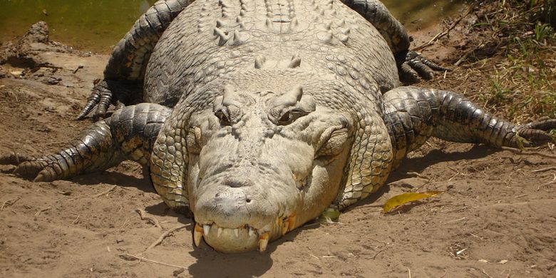 Ilustrasi buaya muara (Crocodylus porosus). Buaya adalah spesies reptil yang paling rentan terancam punah.