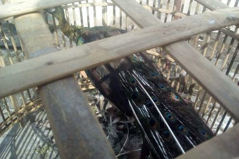 Pria Ini Ditangkap Saat akan Jual Burung Cenderawasih