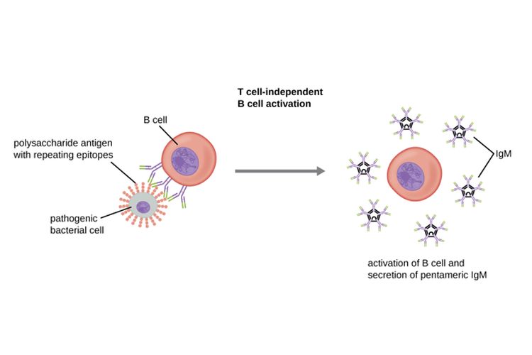 Proses aktivasi limfosit B oleh antigen untuk memproduksi antibodi.