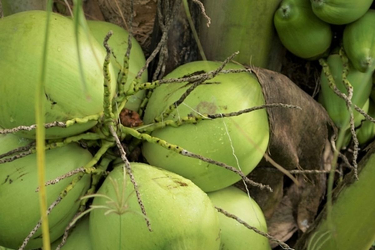 Ilustrasi pohon kelapa genjah hijau, tanaman kelapa genjah hijau. 