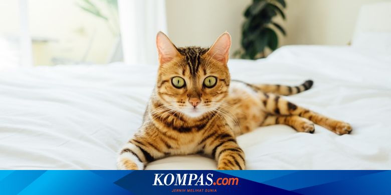 Kenapa Rambut Kucing Belang? - Vimarsana News