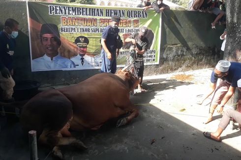 Sapi Kurban Sumbangan Jokowi Disembelih, Wali Kota Palopo: Semoga Bapak Presiden Lebih Sehat Lagi