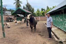 Putro Ijo, Sapi Kurban dari Jokowi untuk Masyarakat Aceh Besar