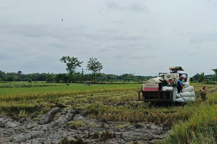 Ini Perbedaan SHGU dengan Sertifikat Hak Milik yang Perlu Dipahami