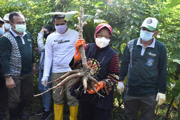 Wali Kota Surabaya Risma memanen tanaman pangan di lahan kosong milik Pemkot Surabaya. (Dok. Pemkot Surabaya)