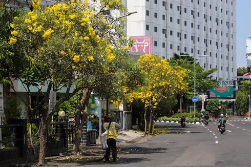 Waktu dan Tempat untuk Melihat Bunga Tabebuya Mekar di Surabaya
