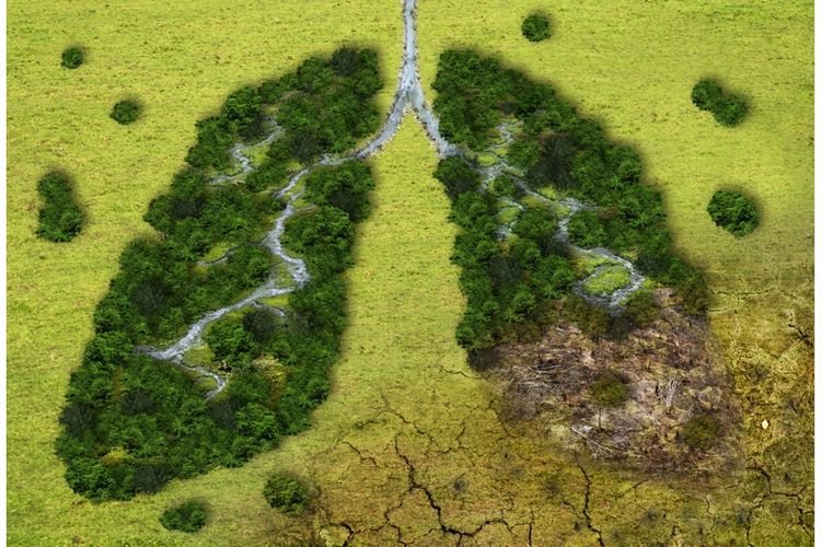 Ilustrasi deforestasi