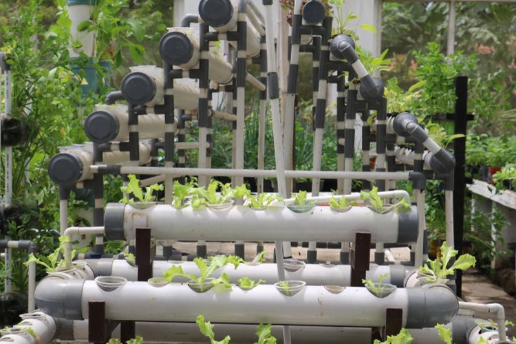 Ilustrasi berkebun di lahan terbatas dengan sistem vertikultur. 