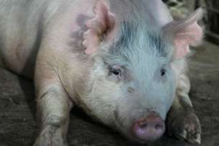 Babi yang sedang hamil ini membawa embrio 'babi-manusia' di janinnya.