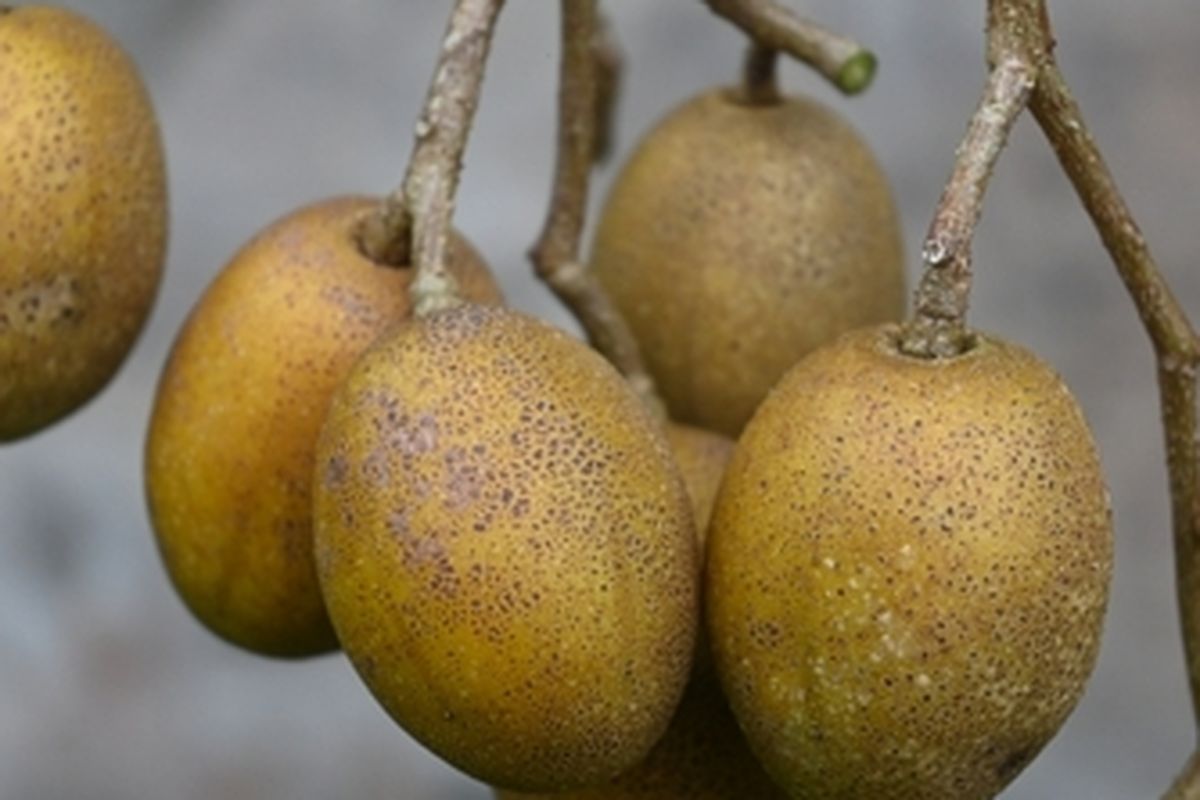Buah kedondong