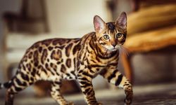 Baru Mengadopsi Kucing? Kenali Pendekatan 3-3-3