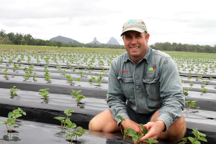 Petani stroberi Brendan Hoyle mengatakan dia menanam lebih sedikit tahun ini karena kekhawatiran tidak cukup pekerja untuk memanen.