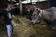 Ini Daerah yang Memiliki Populasi Sapi Potong Terbesar di Indonesia