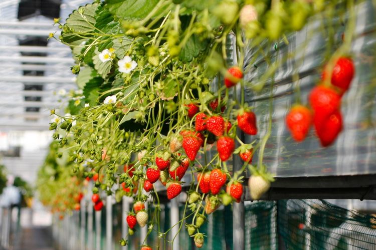 Ilustrasi tanaman stroberi, menanam strawberry.