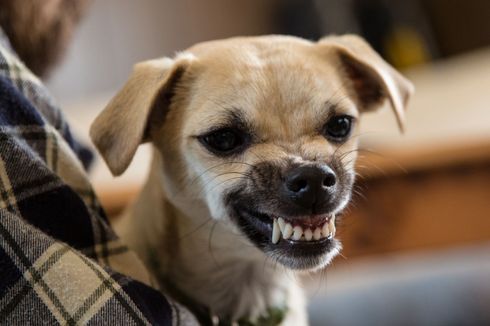 Hendak Pergi ke Warung, Bocah SD di Kolaka Utara Diserang Anjing Gila, Ini Kondisinya 