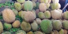 Panen di Sanggau, Durian Lokal Indonesia Siap Bersaing di Dunia