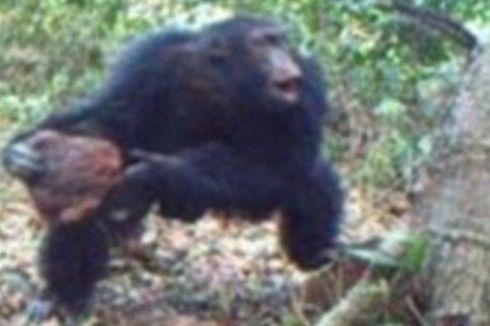 Apakah Simpanse Memercayai Keberadaan Tuhan?