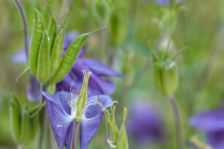 Bunga telang juga bisa digunakan untuk menyuburkan rambut, diolah menjadi hair mist.