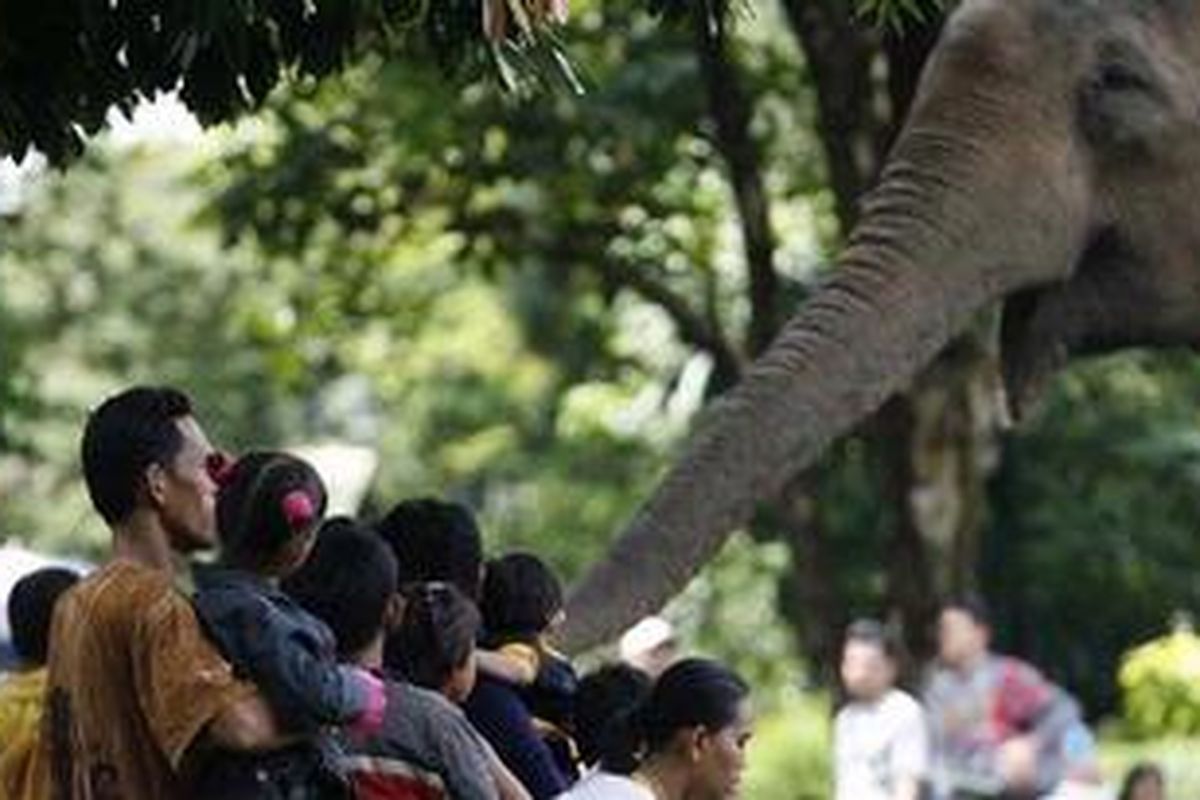 Suasana di Taman Margasatwa Ragunan, Jakarta Selatan.