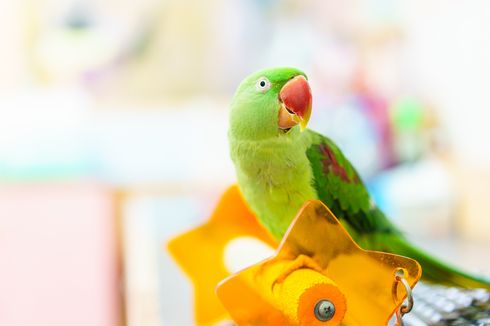 5 Masalah Perilaku yang Dialami Burung Peliharaan dan Cara Mengatasi