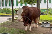 Kurban Sapi untuk 7 Orang atau 7 Keluarga? Ini Penjelasan Syariat dan Pendapat Ulama
