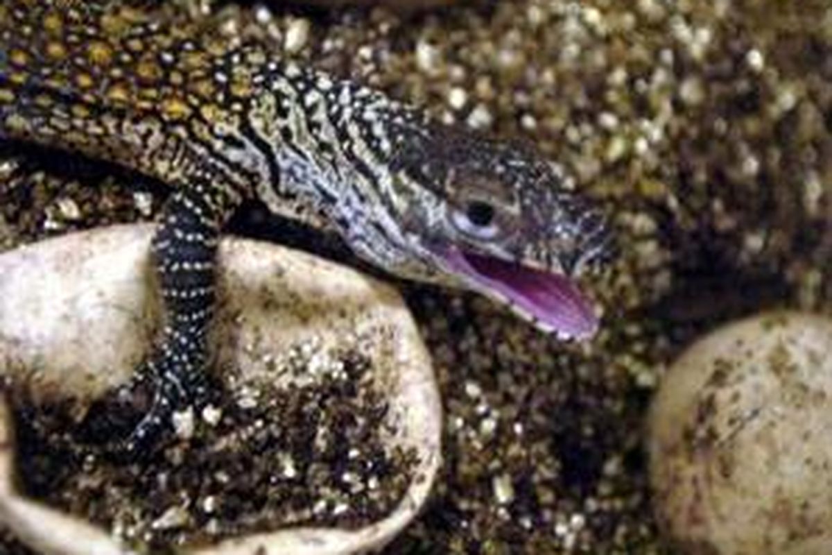 Seekor komodo (varanus komodoensis) dari 28 ekor komodo yang baru menetas di Kebun Binatang Surabaya, Jawa Timur, Jumat (20/3). Kelahiran 28 ekor komodo tersebut menambah jumlah koleksi komodo di KBS menjadi 62 ekor. 