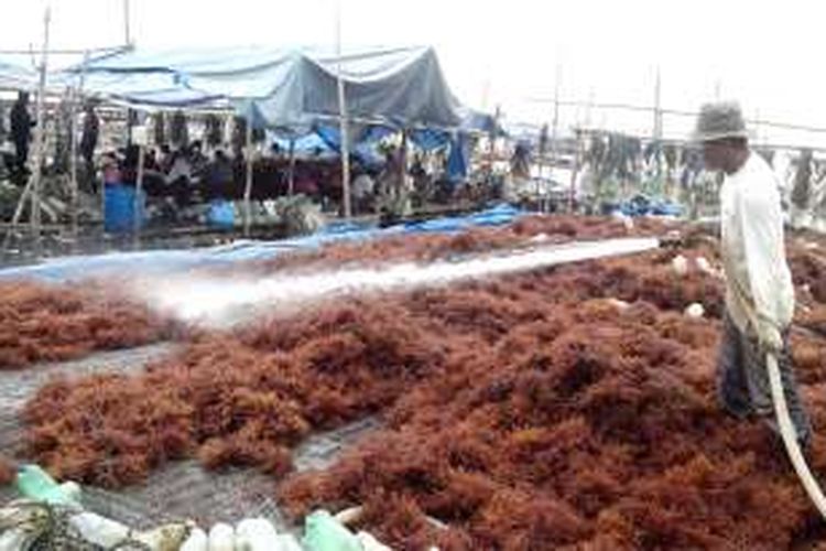  Harga rumput laut kering anjlog, petani di Nunukan memilih menjual cepat hasil panen mereka meski dengan harga murah. 