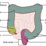 Fungsi Usus Besar pada Manusia