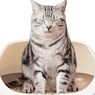 Uni-Charm Luncurkan Toilet Khusus Anjing dan Kucing Peliharaan