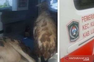 Ambulans Desa Digunakan Angkut Kambing, Wabup Lumajang: Armada Kita Tarik, Kades Diperiksa