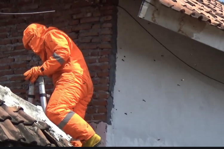 Petugas Damkar Lumajang diserang tawon saat melakukan evakuasi sarang tawon di rumah warga