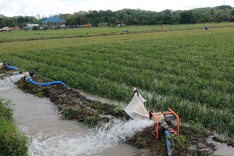 Kementerian Pertanian (Kementan) bersama semua pemerintah daerah (pemda) di Indonesia kompak bekerja sama mengantisipasi dampak el nino. 
