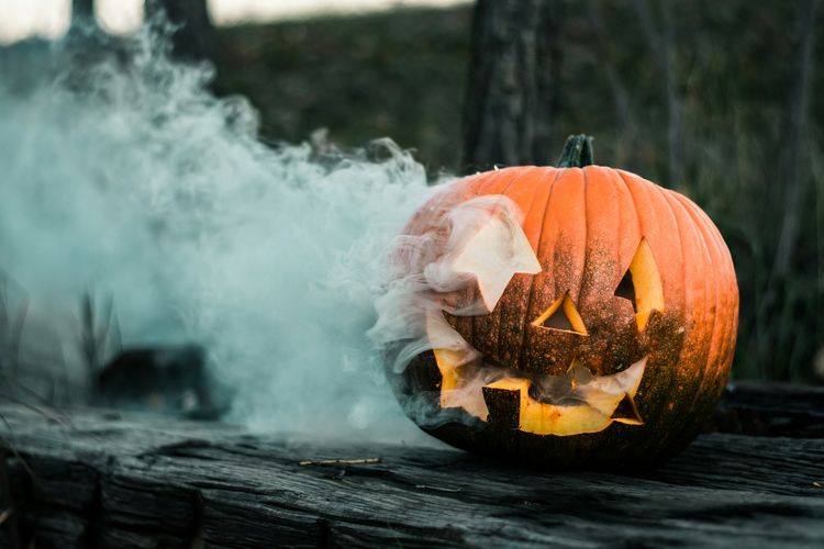 Halloween di Kebun Binatang Dunia, Harimau dan Lemur Berburu Labu Isi Makanan Favorit
